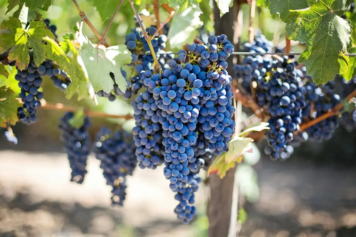 Analysis of the Italian wine market in 2026