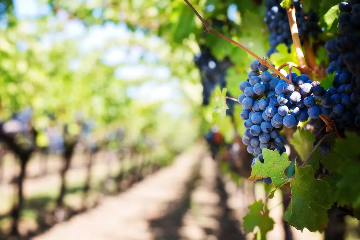 History of the Wine of Kings