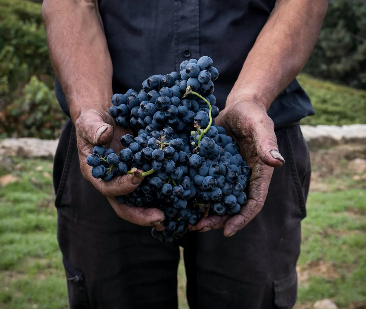 The transformation of the organic wine market in Italy: data from 2010 to 2024