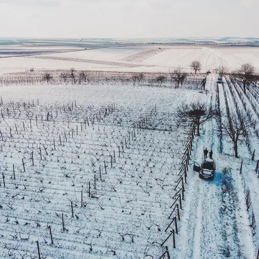 Cambiamento climatico e vino