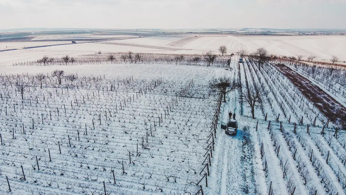 Cambiamento climatico e vino