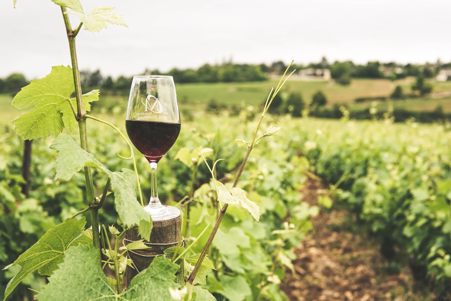 I 10 migliori vini rossi toscani