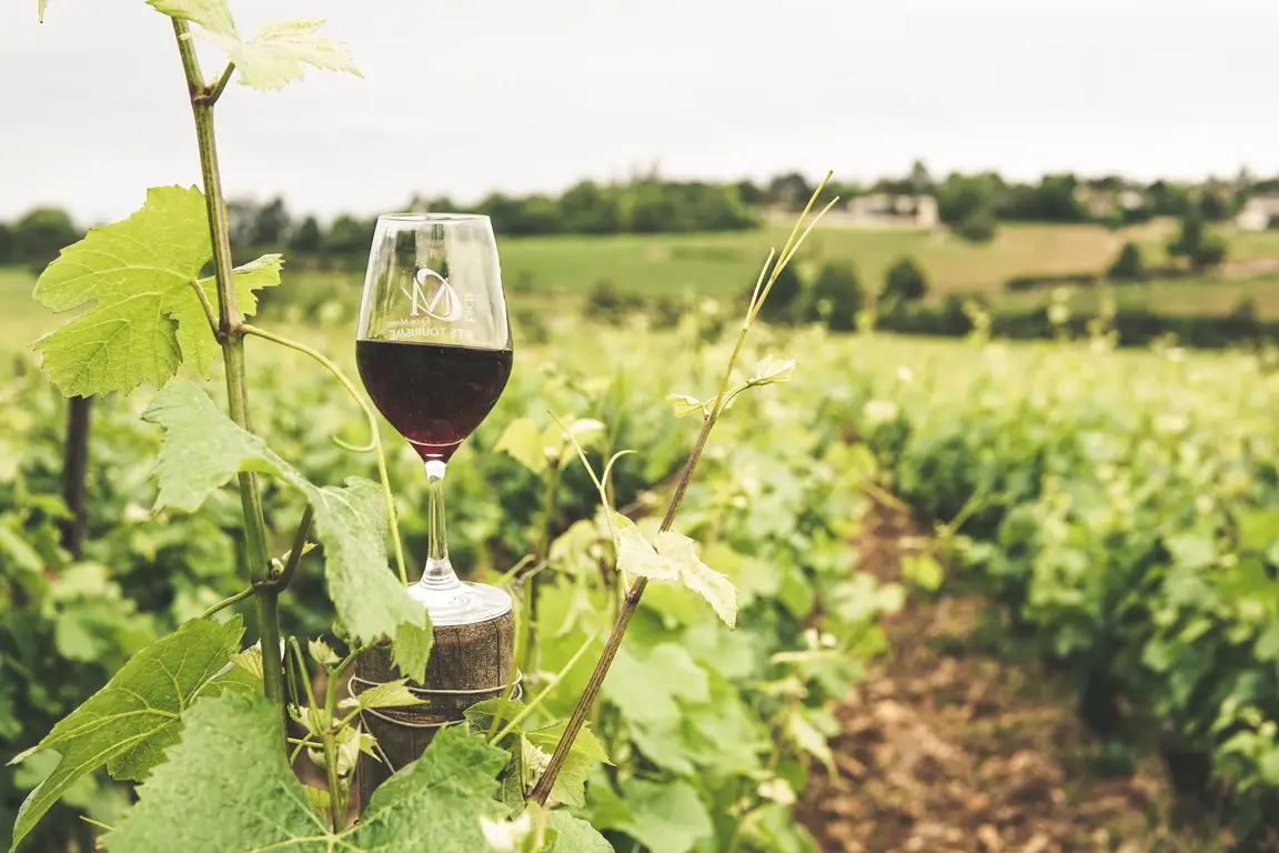 The 10 Best Tuscan Red Wines